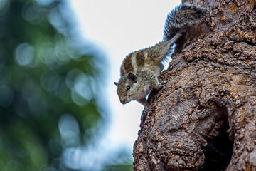 A small fluffy Indian palm squirrel climbs down a tree trunk upside down. Big fluffy tail. This animal is also known as Funambulus palmarum, three-striped palm squirrel. Looks like a chipmunk.