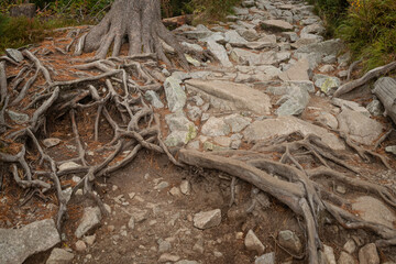 roots in the forest in Slovakia High Tatra
