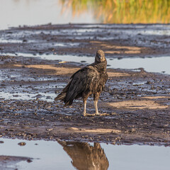 American black vulture on Trinidad pitch lake. The black vulture (Coragyps atratus) is a large bird of prey. The Pitch Lake (La Brea, Trinidad) is the largest natural deposit of asphalt in the world.