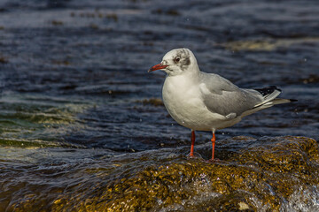 Seagull stand on a rock near the ocean surf in the water. The black-headed gull (Chroicocephalus ridibundus) lives in grassland, wetland and marine coastal in Europe and east coast of America.
