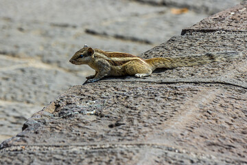 Little fluffy Indian palm squirrel sitting on a stone wall. Big fluffy tail. This animal is also known as Funambulus palmarum, three-striped palm squirrel. Looks like a chipmunk.