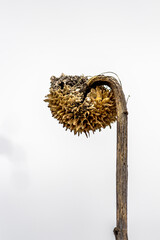 Dried withered thorny burr, edible burdock, greater burdock , happy major, Arctium lappa or gobo. Yellowr, brown dead flower on a white background in autumn. Close-up portrait