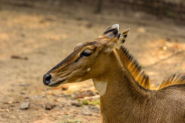 Close-up profile portrait of a hornless female nilgai. The Nilgai (Boselaphus tragocamelus) is the largest antelope in Asia and lives in the north of the India. Wild animal,mammal.