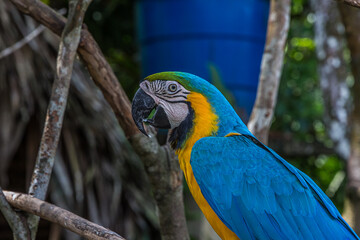 Close-up profile portrait of a cheerful macaw parrot. The Ara ararauna (blue-and-yellow or blue-and-gold macaw) lives in the forest, woodland and savannah of tropical South America (Brazil, Venezuela)