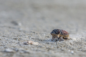 A dead dung beetle lies on the surface of the salt marsh of the saline Bulukhta (Volgograd region, Russia). Salt lake is deadly to insects and other wild animals.