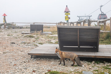 Fox at Skalnete Pleso, High Tatra, Slovakia
