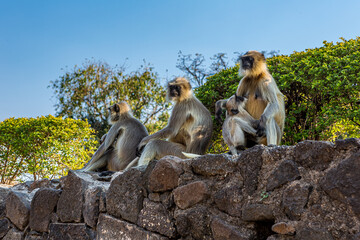 Two females feeding their cubs on a stone wall. Bengal sacred langur (Semnopithecus entellus, Northern plains gray) lives in the tropics in India. Wildlife, nature, animal, motherhood.