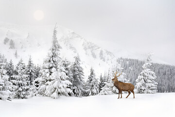 Winter landscape with sika deer ( Cervus nippon, spotted deer ) walking in the snow in fir forest and glade