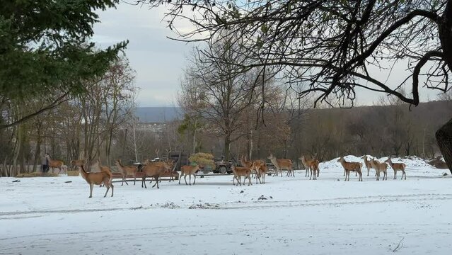 Herd of deer on a winter farm