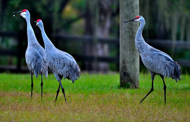 Fototapeta premium sandhill cranes all worked up