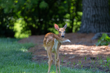 Whitetail Deer Fawn looking over its back at camera