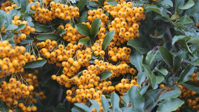 A close up view of firethorn shrubs with the yellow berries in close up.