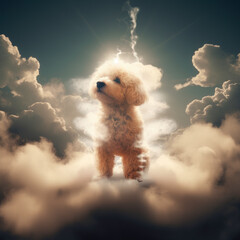 Poodle on sky