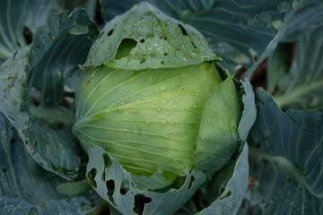 head of cabbage close up