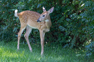 Whitetail Deer Fawn looking left