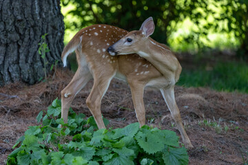 Fawn, Deer with an itch