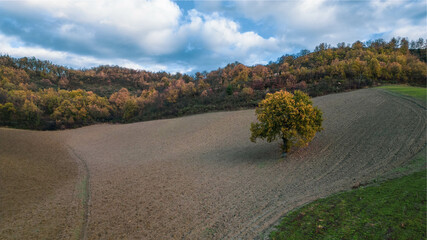 aerial view of a lonely tree in a plowed field in autumn