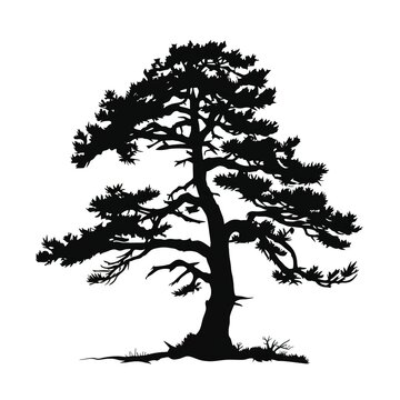 Silhouette of a pine tree against a white background.