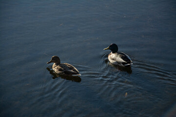Two ducks on the pond in fall