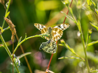 Pair of Marbled White Butterflies Mating