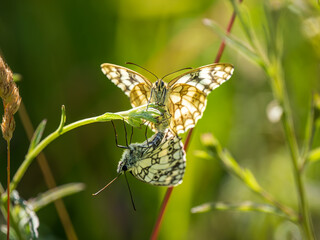 Pair of Marbled White Butterflies Mating