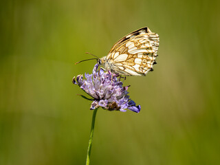 Marbled White Butterfly Feeding on Scabious