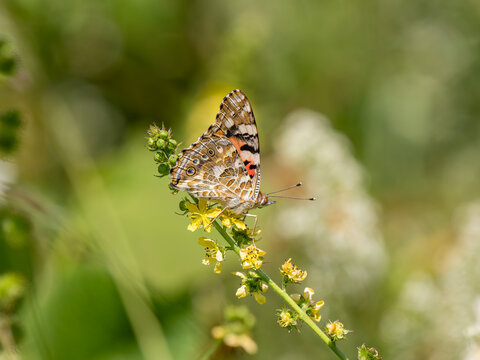 Painted Lady Butterfly. Wings Closed.