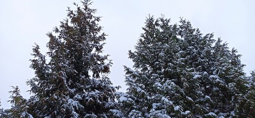 Zima w koronach drzew. 
