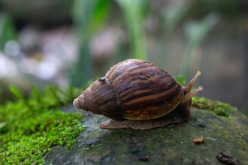 Caracol de río