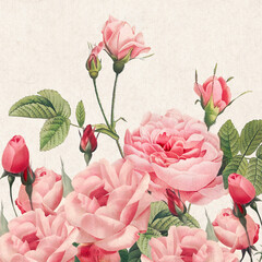 Rose Flowers: Digital floral watercolor on a textured rustic beige background.