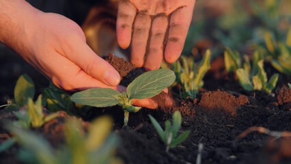 Farmer hands bury shoot of cultivated plant in soil. Farmer plants sprout of cultivated plant...