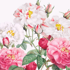 Obraz premium Rose Flowers: Digital floral watercolor on a smooth white background.
