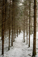 Tranquil Snow-Covered Trails: Exploring Pokainu Mezs' Winter Majesty