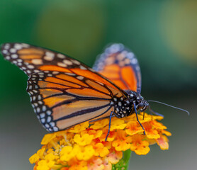monarch butterfly on a flower - 690376348