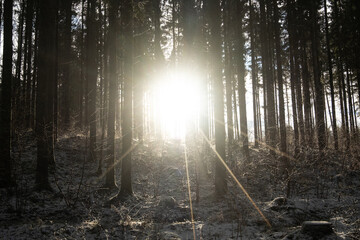 Latvijan Luminescence: Sun-Kissed Pines in Pokainu Mezs' Winter Embrace