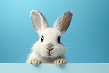 white rabbit peeking at something through a blue background