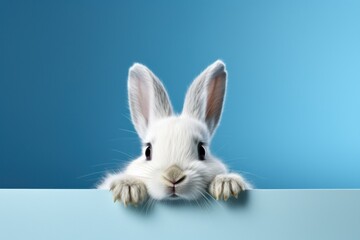 white rabbit peeking at something through a blue background