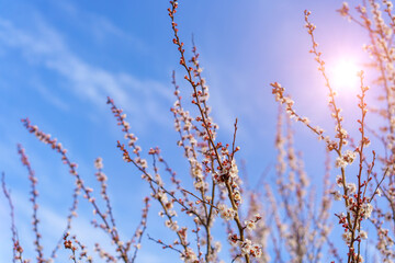 Twigs of flowering fruit trees with selective focus, toned. Spring background with copy space