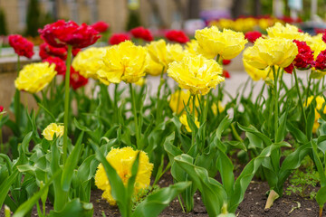 Flowers in a flower bed tulips. Greening the urban environment. Background with selective focus
