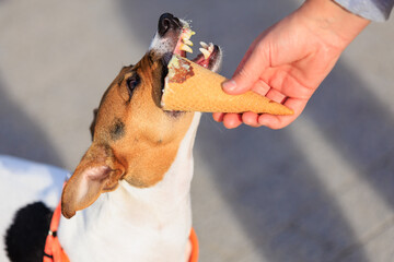 Cute Jack Russell Terrier dog eats ice cream, close-up. Pet portrait with selective focus and copy space
