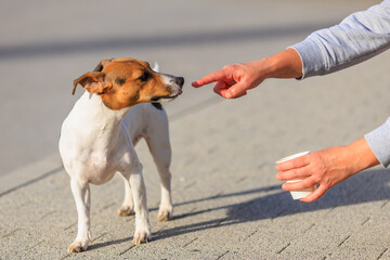 The owner gives water to a Jack Russell Terrier dog during a walk on the street. Animal portrait...