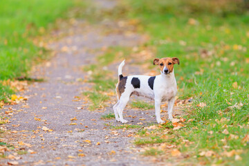 A cute Jack Russell Terrier dog is walking in the park. Pet portrait with selective focus and copy space