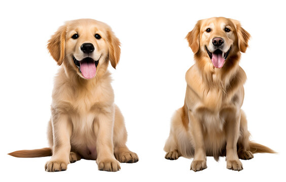 Set of Cute Golden Retriever Dog: Golden Retriever Puppy and its Adult Counterpart Sitting, Isolated on Transparent Background, PNG