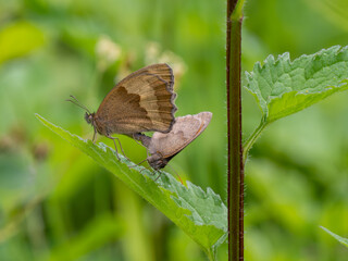 Meadow Brown Aberration Butterflies Mating