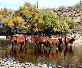 Salt River Wild Horses 