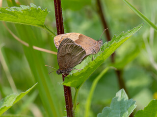 Meadow Brown Aberration Butterflies Mating