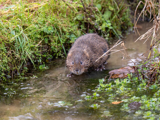 Water Vole on a Frozen Pond