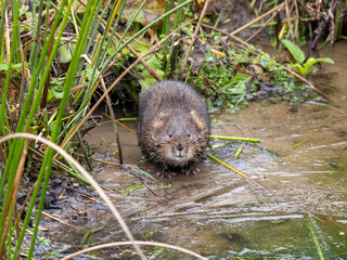 Water Vole on a Frozen Pond