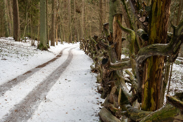 Fototapeta na wymiar Wintry Whispers: Exploring Tervete's Snow-Kissed Woodlands