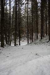 Wintery Routes: Visible Tire Trails Through Snow-Dusted Forests. Pokainu Mezs, Latvija